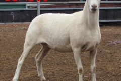 main169