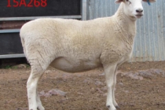 main175