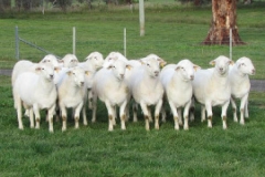 2014 Stud Rams Showing type and correctness