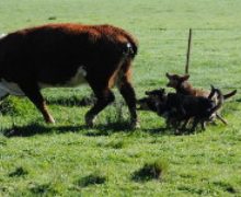 Boss, Booby & Boof Heeling