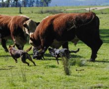 Boss, Boof & Wiz splitting bulls