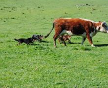 Cattle work