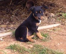 Coogee SWIFT 6 weeks old