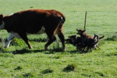 Boss, Booby & Boof Heeling