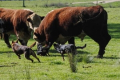 Boss, Boof & Wiz splitting bulls