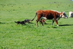 Cattle work
