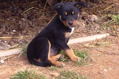 Coogee SWIFT 6 weeks old