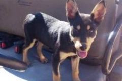 JAZ 10 weeks old