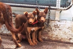 Lilly x Alfie pup's 12 weeks
