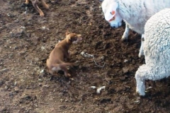 Trooper x anna pup purchased by A Ferguson
