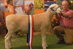 10069-Senior & Grand Champion Ram Adelaide Royal