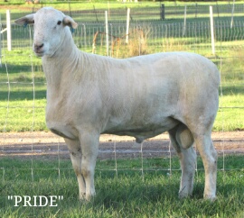 Baringa 15A092 "PRIDE"