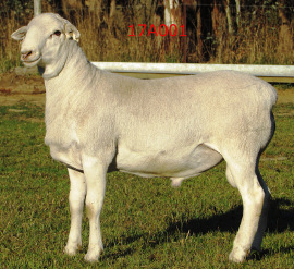 17A001 Baringa 17A001 ET