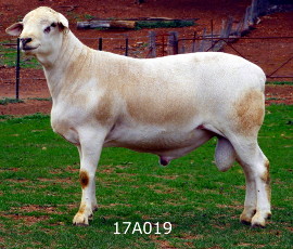 17A019 Baringa 17A019 ET