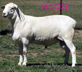 P17A028 Premier P17A028 ET