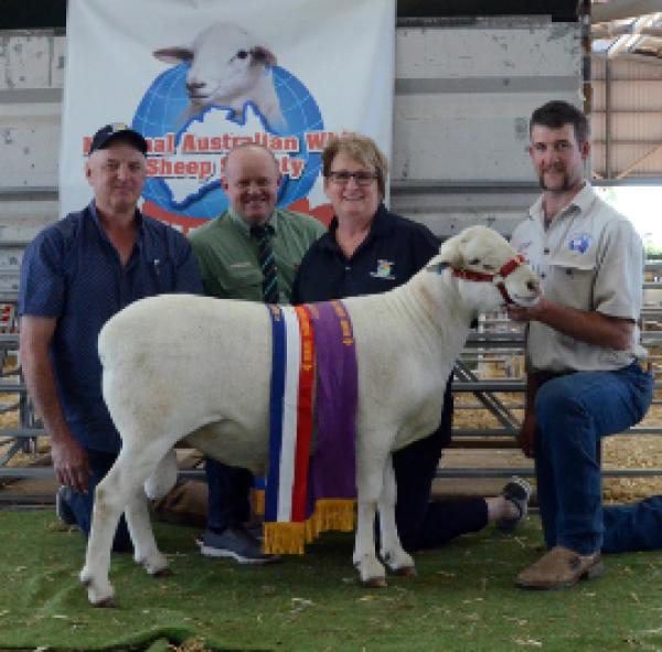 "National" 15A027 Supreme Champion Ram. $9,000 - purchased by G & J Blohm