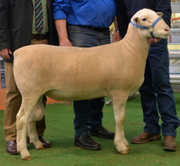 "Tops" 15W027 $12,500 - Top price Adelaide Elite. Purchased by 'Glenarbian'