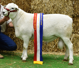 17A364 Champion Australian White Ram Sydney Royal 2018