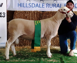 Premier 17P015 Reserve Champion Ram NSW Sheep Show 2018