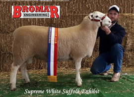 17W005 ET "PACKAGE" Supreme White Suffolk NSW Sheep Show 2018
