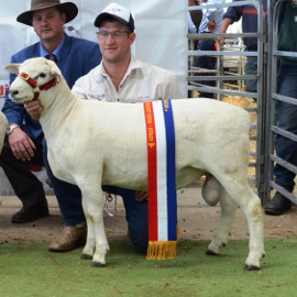 Premier P17A009 "JUNIOR" Junior Champion Ram NAWSS 2017