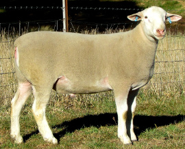 Sire: Premier 13P033 TW "Optimum" Dam: Baringa 13W161 S.O.D: Days 110084 Unshown Dam is a proven breeder Perfect Structure Moderate Frame ULTIMATE