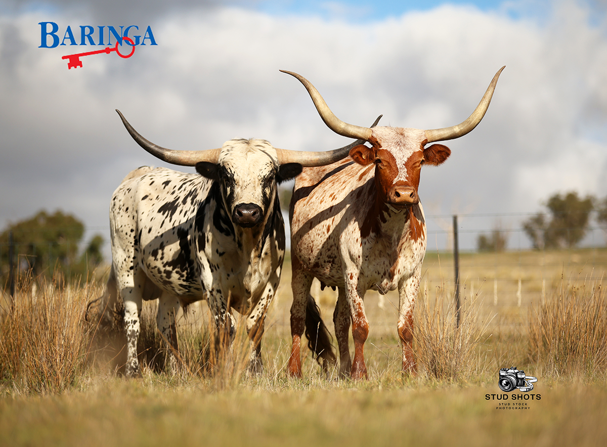 Longhorn cow & bull
