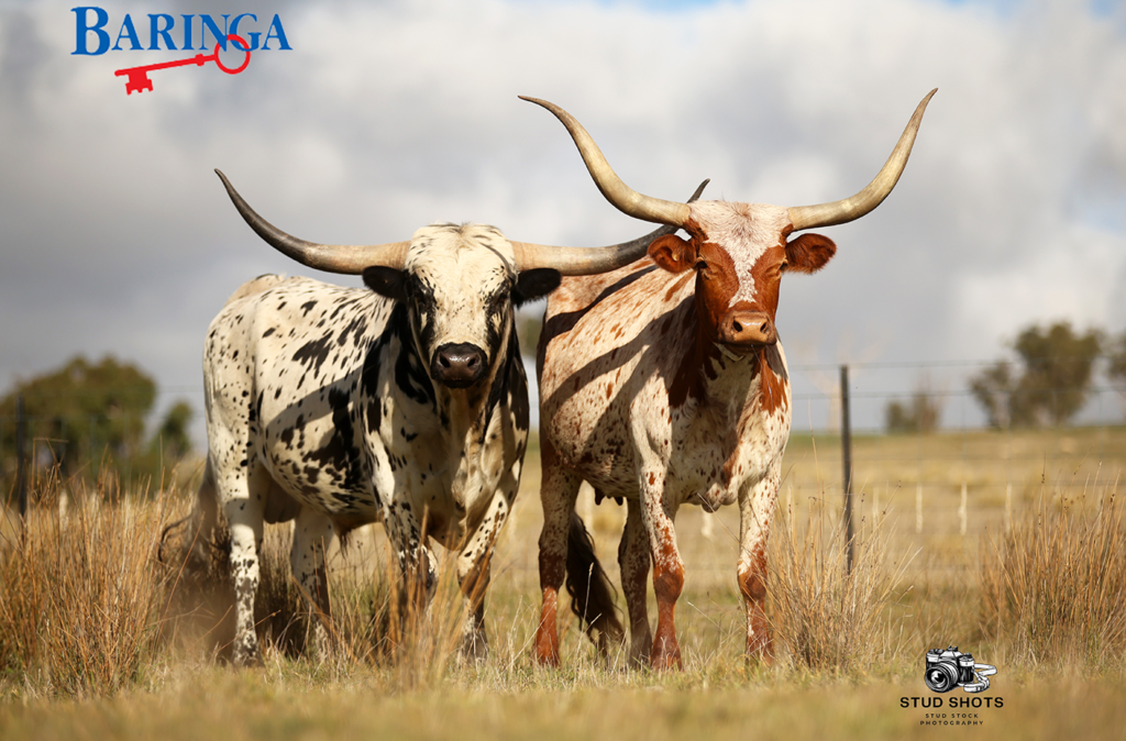 Longhorn cow & bull