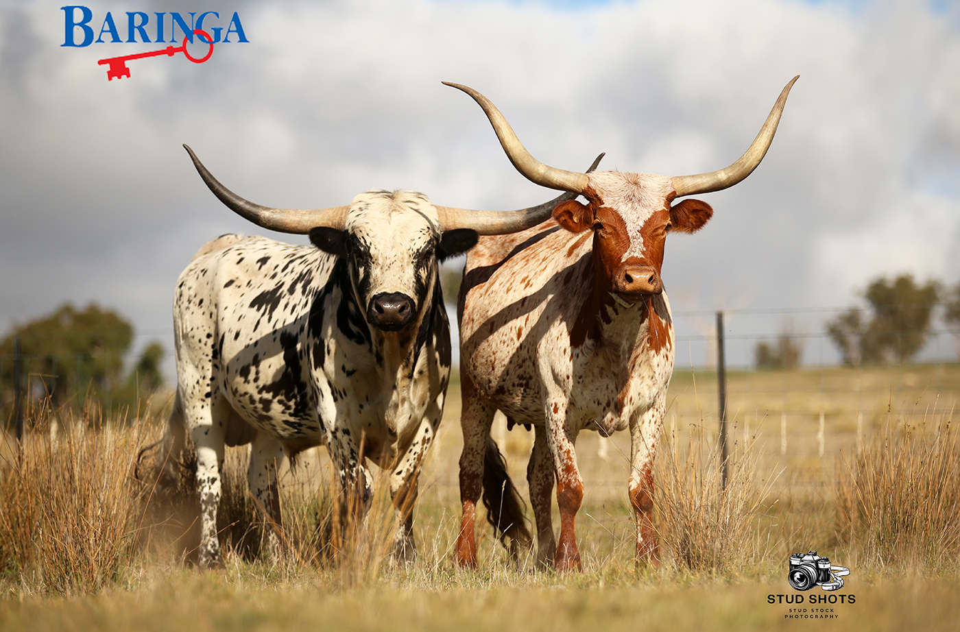 Longhorn cow & bull